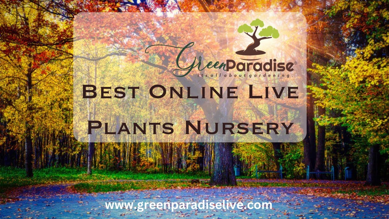 Best Online Plants Store For Seeds and Pots-Stumbit Gardening